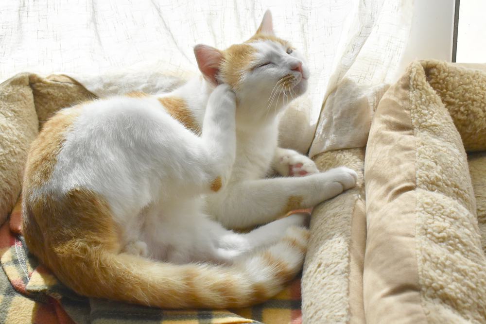 Cat sitting in a pet bed by a patio door scratching — feline skin allergy and itch relief care
