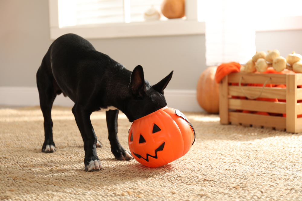 Cute black dog sitting indoors next to a Halloween treat bucket