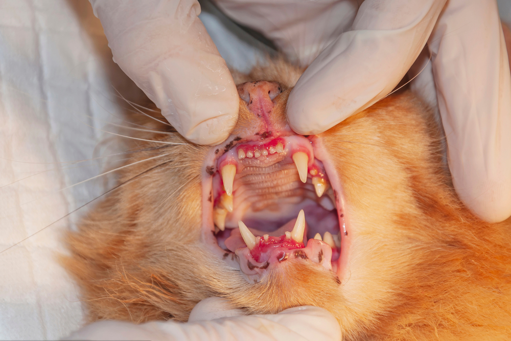 Veterinarian examining a cat's teeth and gums during a dental checkup at the clinic