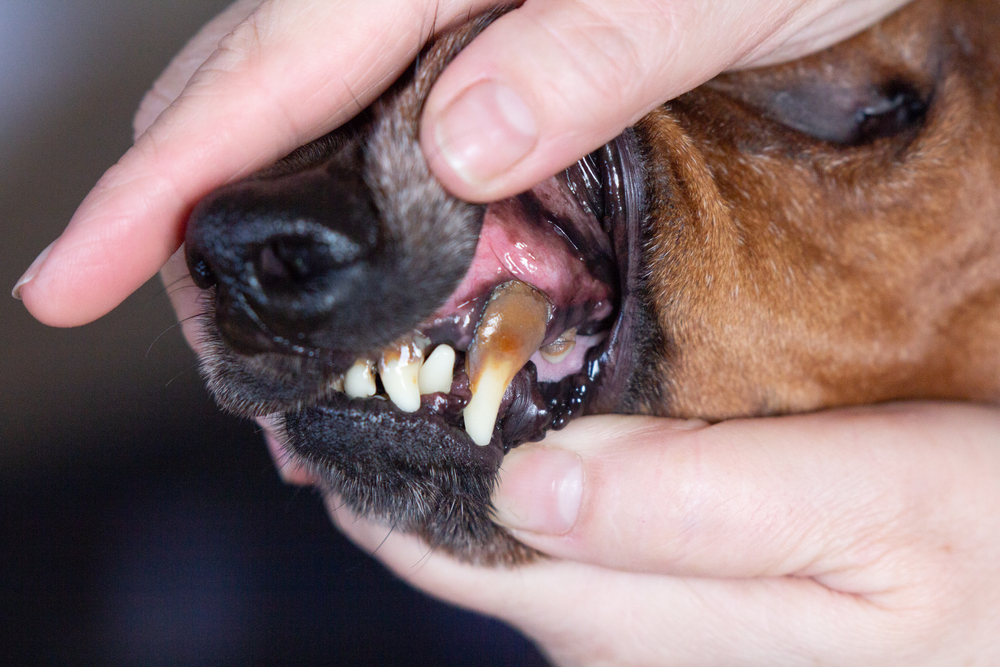 Close-up of an older dog's teeth showing dental disease — veterinary dental care for dogs