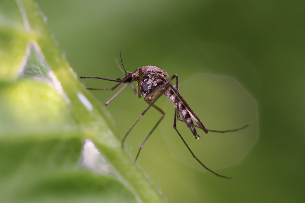 Mosquito resting on grass — pet owners in Saint Petersburg FL should protect dogs and cats from mosquito-borne diseases