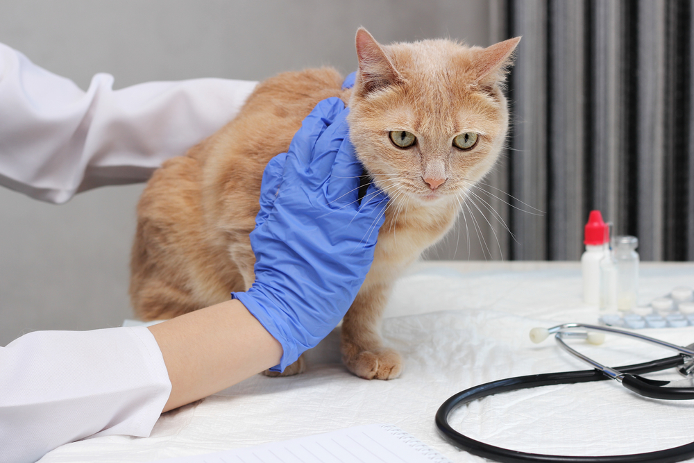 Red cat being examined by a veterinarian during a wellness visit in Saint Petersburg FL