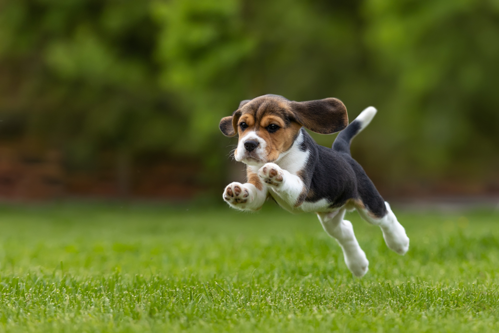 Beagle puppy jumping and playing actively on outdoor lawn grass