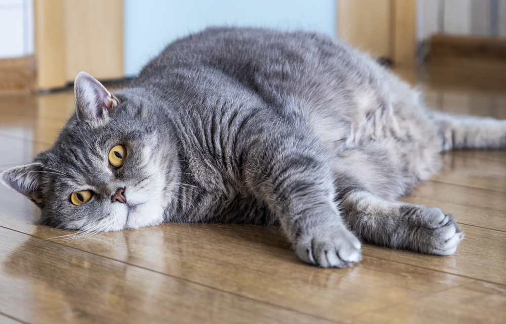 Chubby British Shorthair cat lying on the floor and peeking up curiously