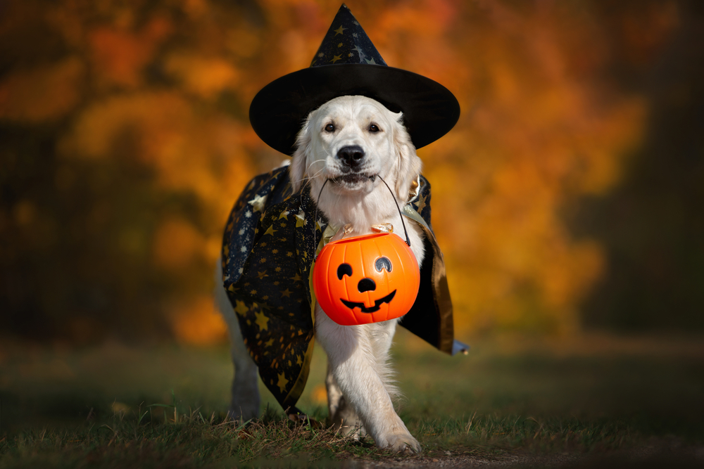 Dog dressed in a Halloween costume walking outdoors — pet safety tips for holidays from Bayview Animal Hospital