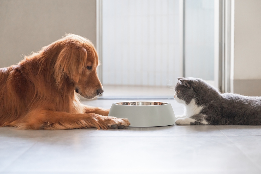 Golden retriever and British Shorthair cat eating together — pet nutrition and diet care tips