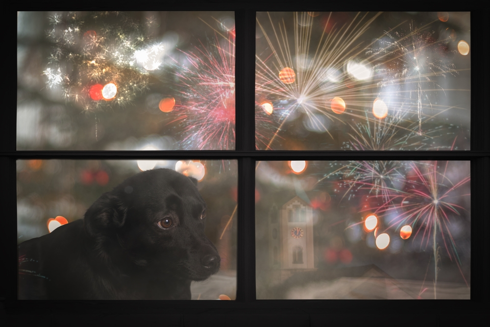 Sad puppy looking out a window — signs of pet separation anxiety and behavioral pet care