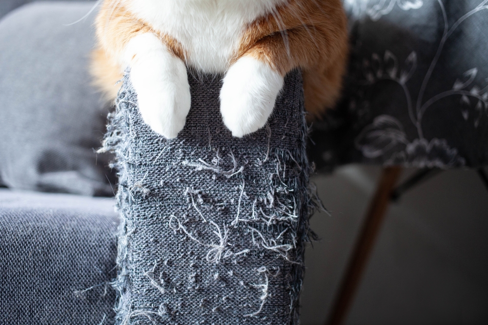 Gray sofa armrest scratched and damaged by cat claws — pet behavior and claw care tips