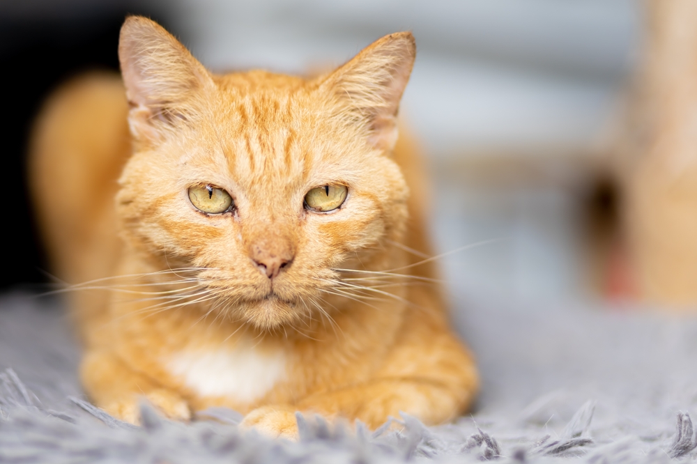 Senior cat around 10 years old resting, highlighting aging pet care needs