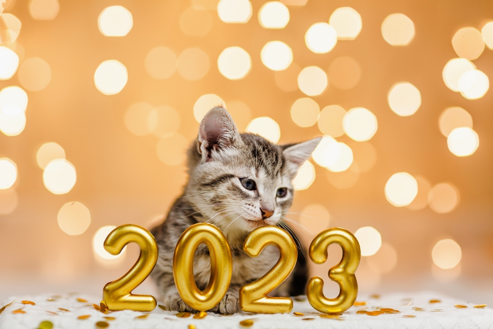 Funny gray striped kitten sitting next to decorative figures — playful kitten at home