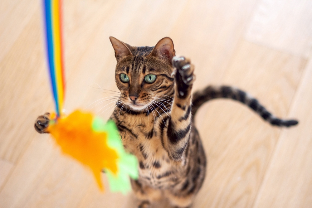 Bengal cat playing with a toy — feline enrichment and veterinary wellness care