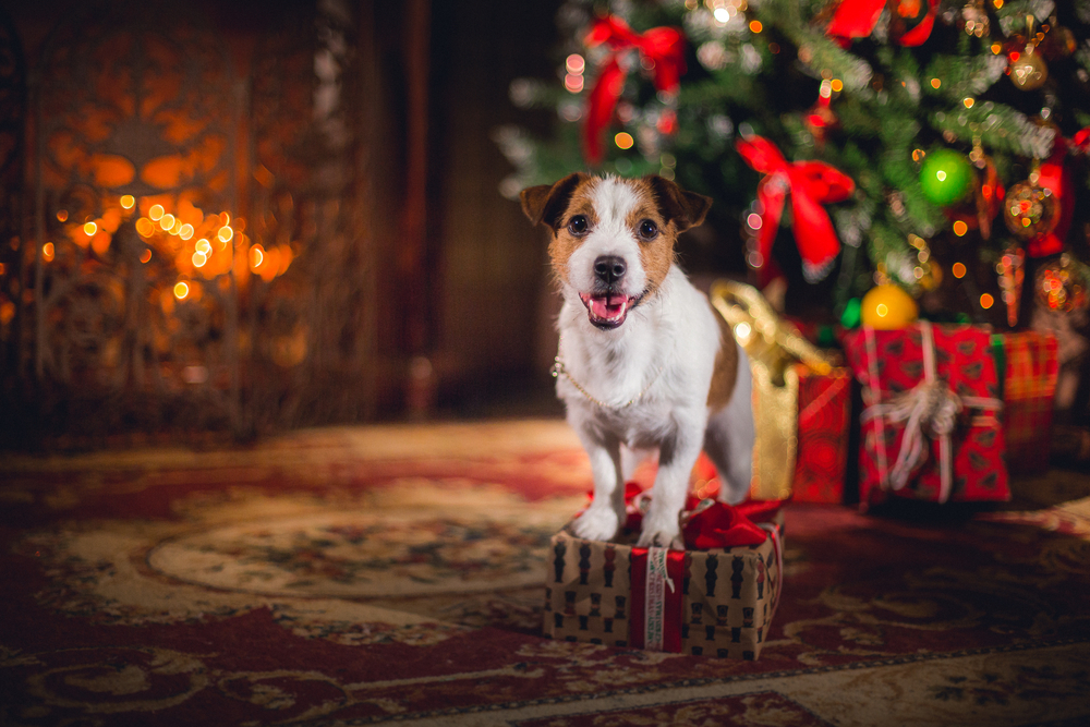 Jack Russell Terrier dog with holiday Christmas decorations — festive pet safety tips