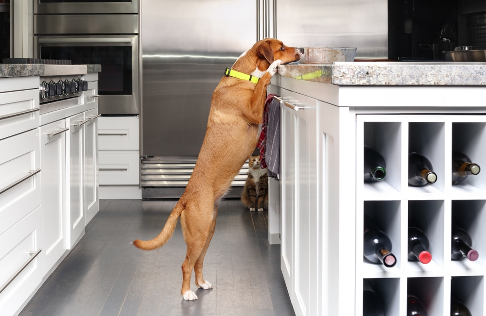 Dog standing on hind legs trying to reach food on a kitchen island counter