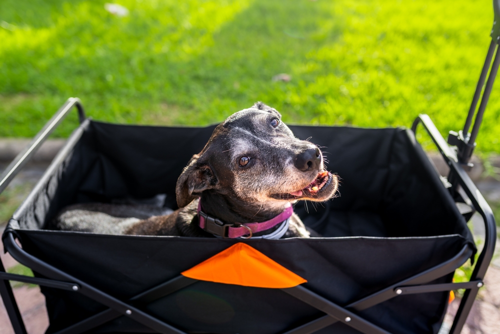 Senior gray dog lying inside a cart at sunset, gentle pet care for aging dogs