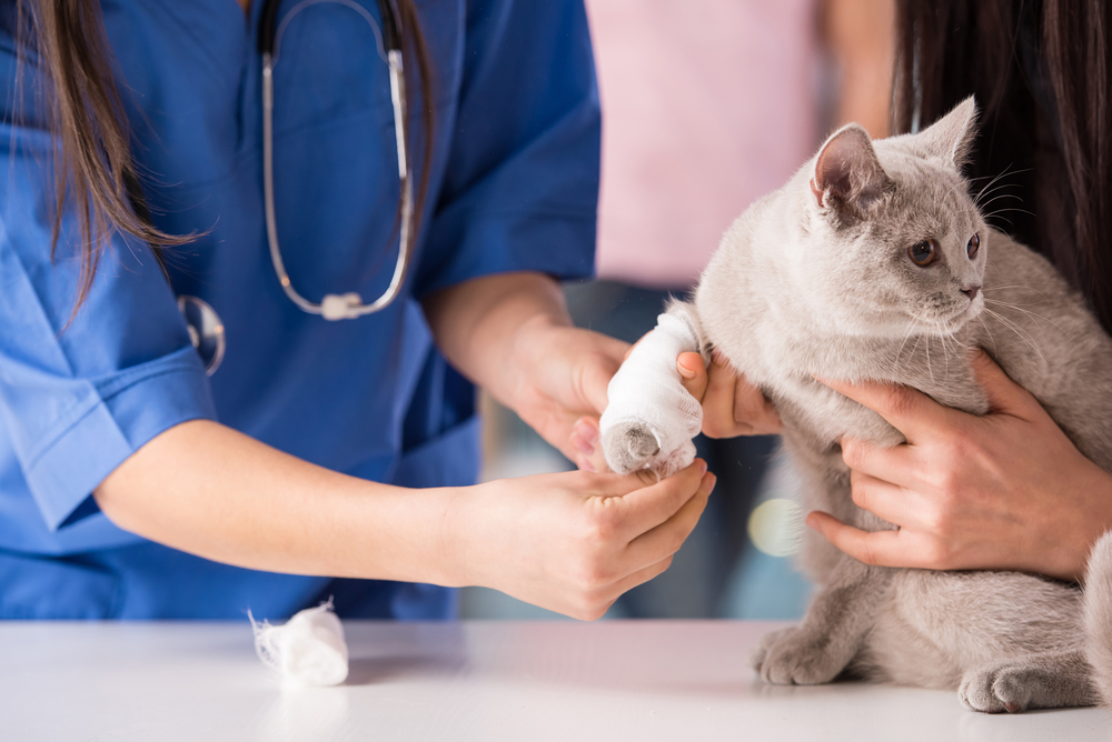 Veterinarian examining a cat's sore leg during a medical appointment at the clinic