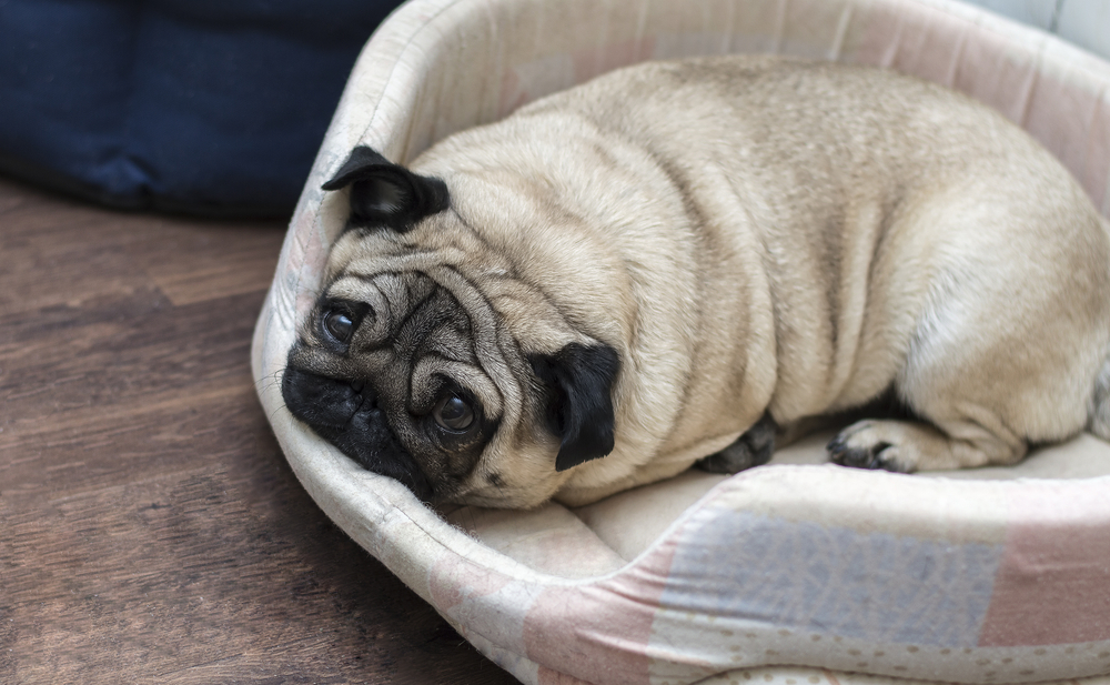 Pug dog resting on a beige rug at home — relaxed and comfortable pet in a loving environment