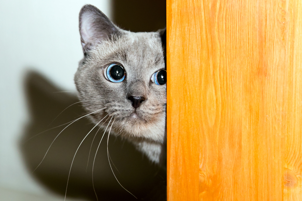 Frightened Thai cat with wide eyes showing signs of fear and anxiety in pets