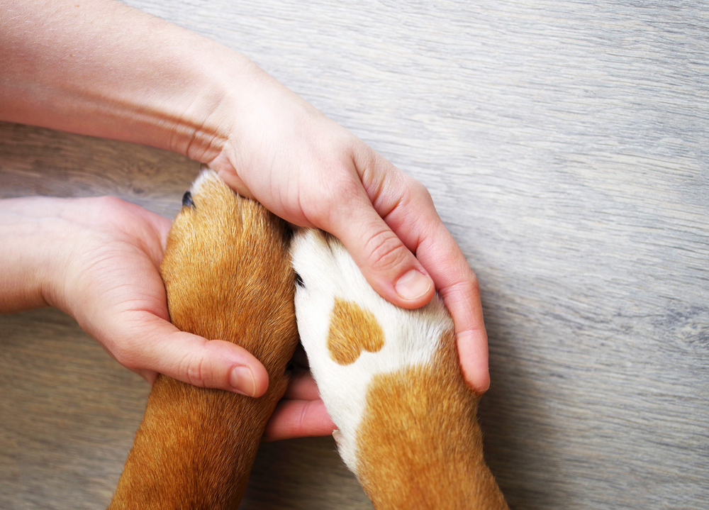 Dog paws with a heart-shaped spot, symbolizing compassionate veterinary care in Saint Petersburg, FL