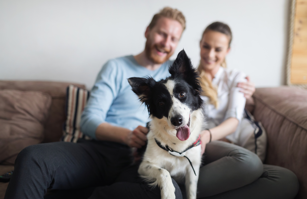 Happy couple relaxing at home with their pet — bonding with cats and responsible pet ownership