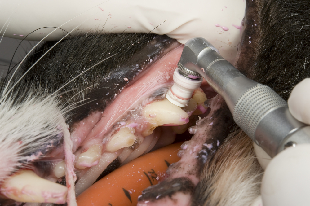 Veterinarian examining a pet during a routine veterinary care visit