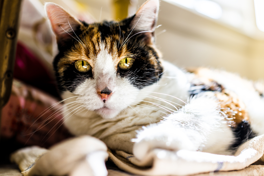 Close-up of a calico cat resting on kitchen towels under a table