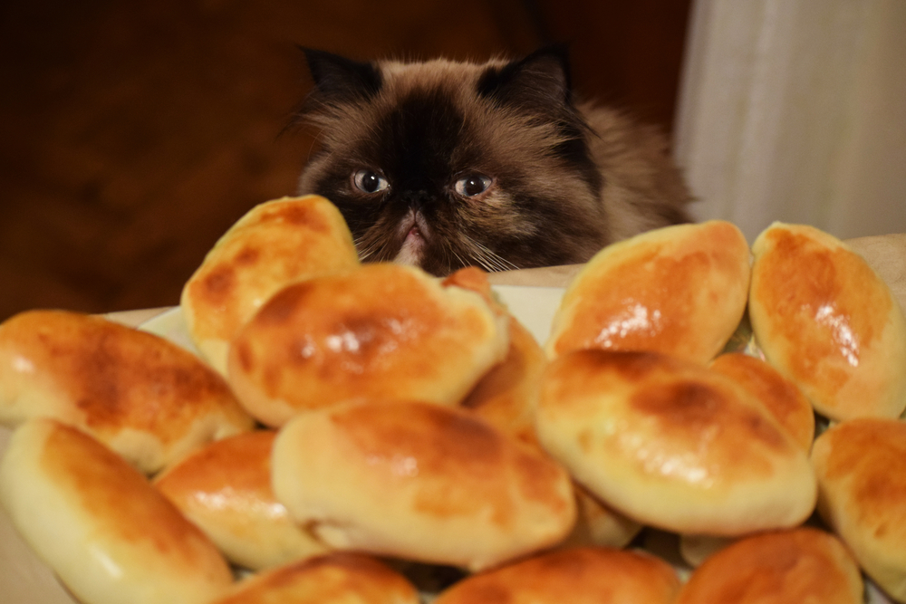Curious cat sitting near holiday pies — seasonal pet food safety tips from Bayview Animal Hospital