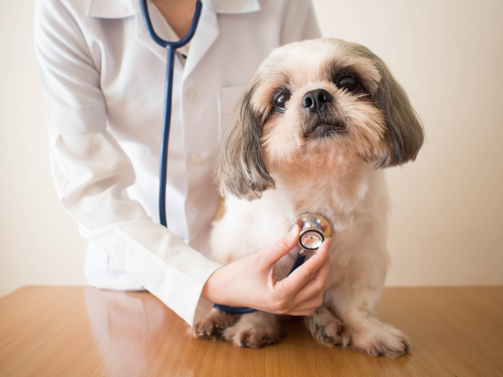 Female veterinarian examining a Shih Tzu dog with a stethoscope at the clinic