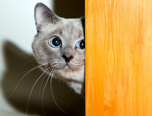8 Signs Your Cat May be Stressed