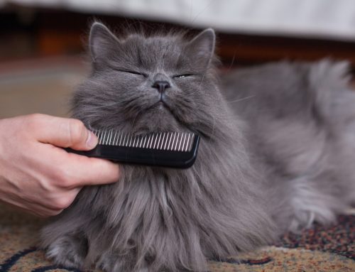 The Beauty Paw-lor—Pet Grooming Basics