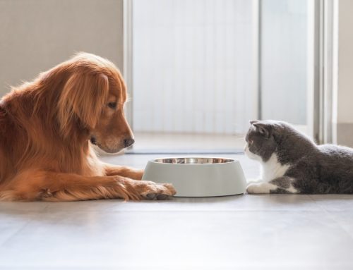 5 Pet Nutrition Myths: What You Need to Know