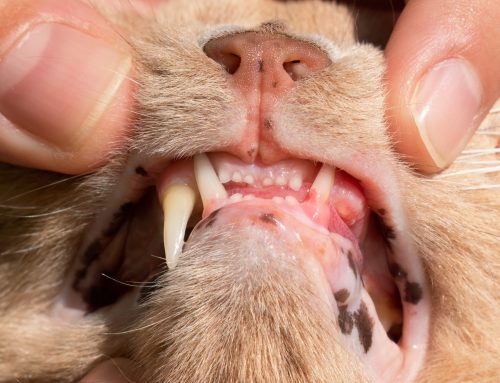 Hidden Pain: The Silent Impact of Resorptive Lesions in Your Cat’s Teeth