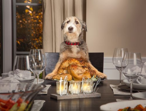 Celebrate Thanksgiving with Peace of Mind: Pet Safety Tips from Bayview Animal Hospital