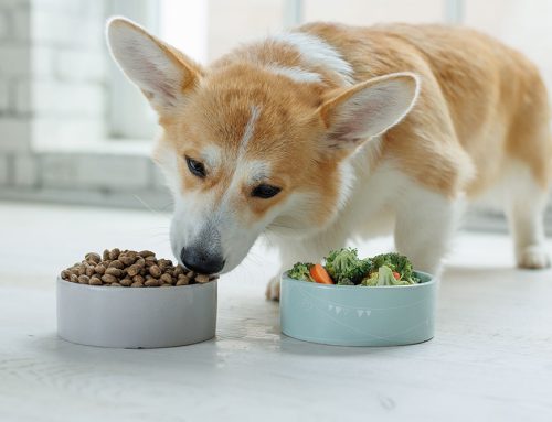 Help! My Pet Won’t Eat: Tips and Tricks for Picky Eaters