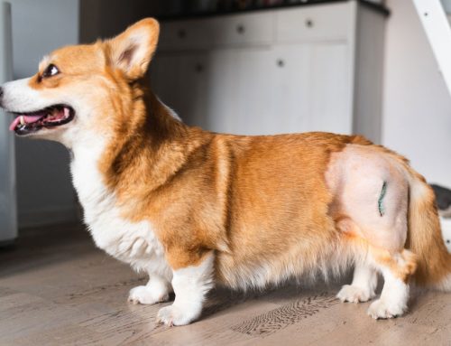 Noticing Your Pet Slow Down? What to Know About Osteoarthritis