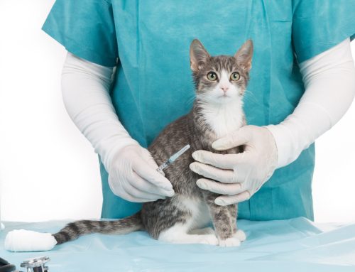 Is Your Pet Fully Protected? The Ultimate Pet Vaccination Guide!