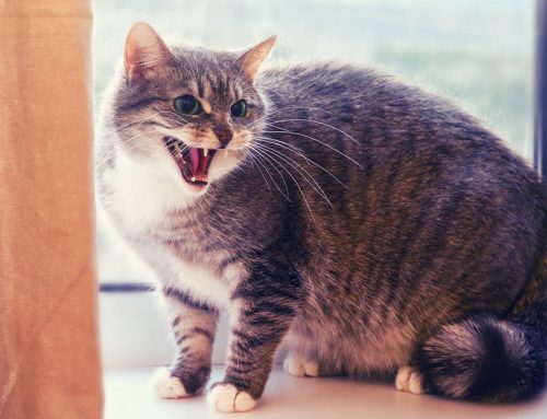 Why Is My Cat Meowing So Much? Exploring Excessive Vocalization in Cats