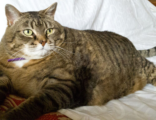 Hypothyroidism and Hyperthyroidism in Pets: Symptoms and Care