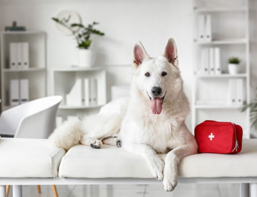 Pet Emergency Preparedness: Be Ready for the Unexpected