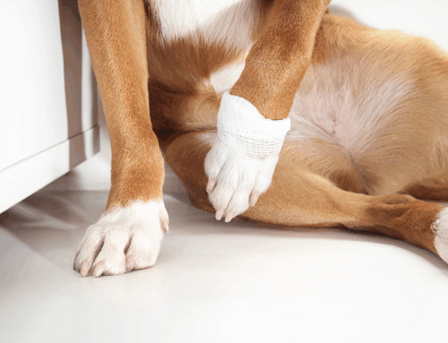 Common Causes of Limping in Pets and How Diagnostics Help