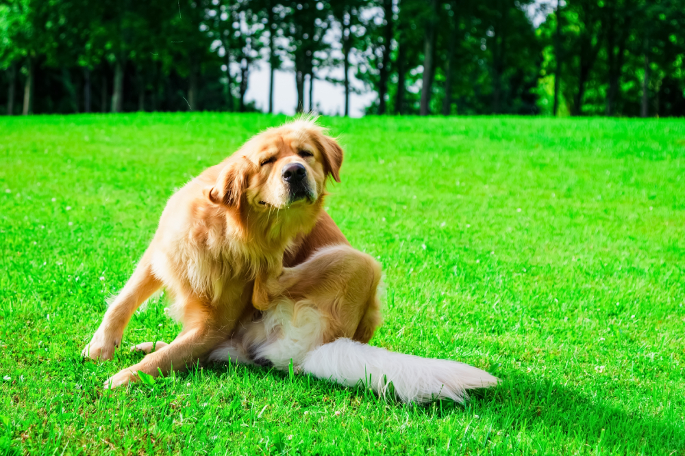 Golden retriever scratching its side on green grass, showing signs of skin irritation or allergies