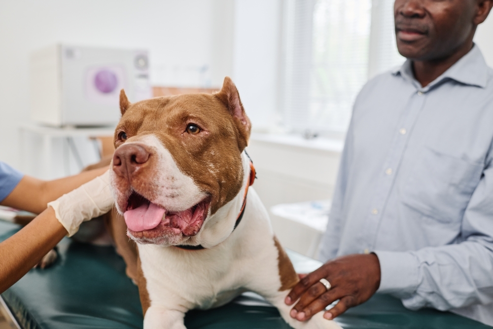 Large dog being examined by a veterinarian while the owner stands nearby.