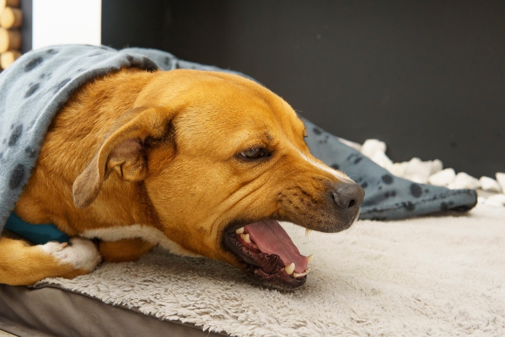 Dog lying on a blanket while gagging or preparing to vomit.