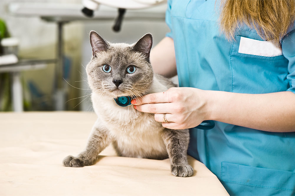 Veterinary wellness exam for cat,