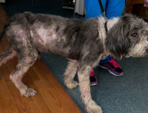 Alopecia in Dogs & Cats: Endocrine vs. Dermatologic Causes