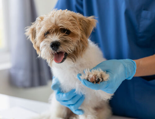 Cardiac Medications Explained: Pimobendan, Diuretics, ACE-Inhibitors