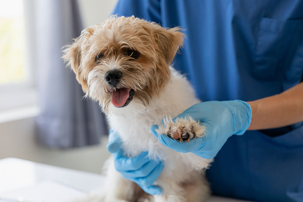 Veterinary Doctor Examining Dog in Clinic for Pet Health Care.