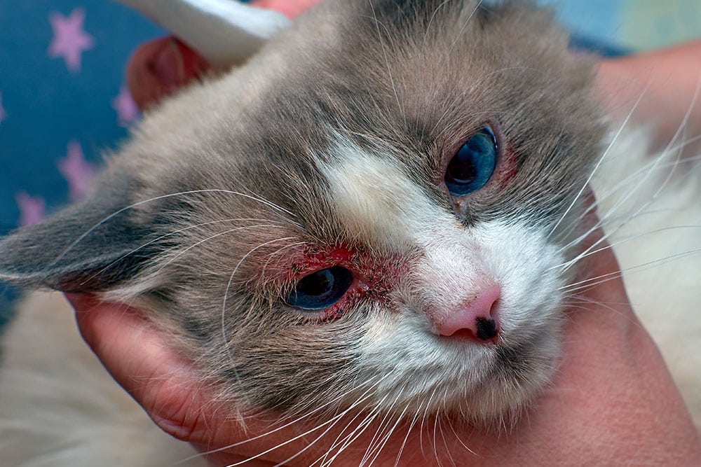 Close-up of a white and grey cat with blue eyes showing severe redness, irritation, and crusting on the skin around both eyelids.