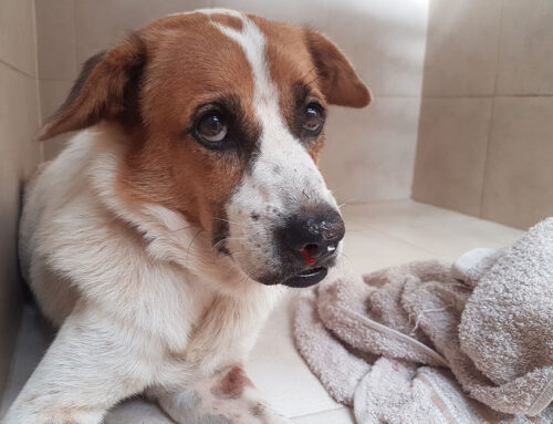 Auto-Immune blood diseases