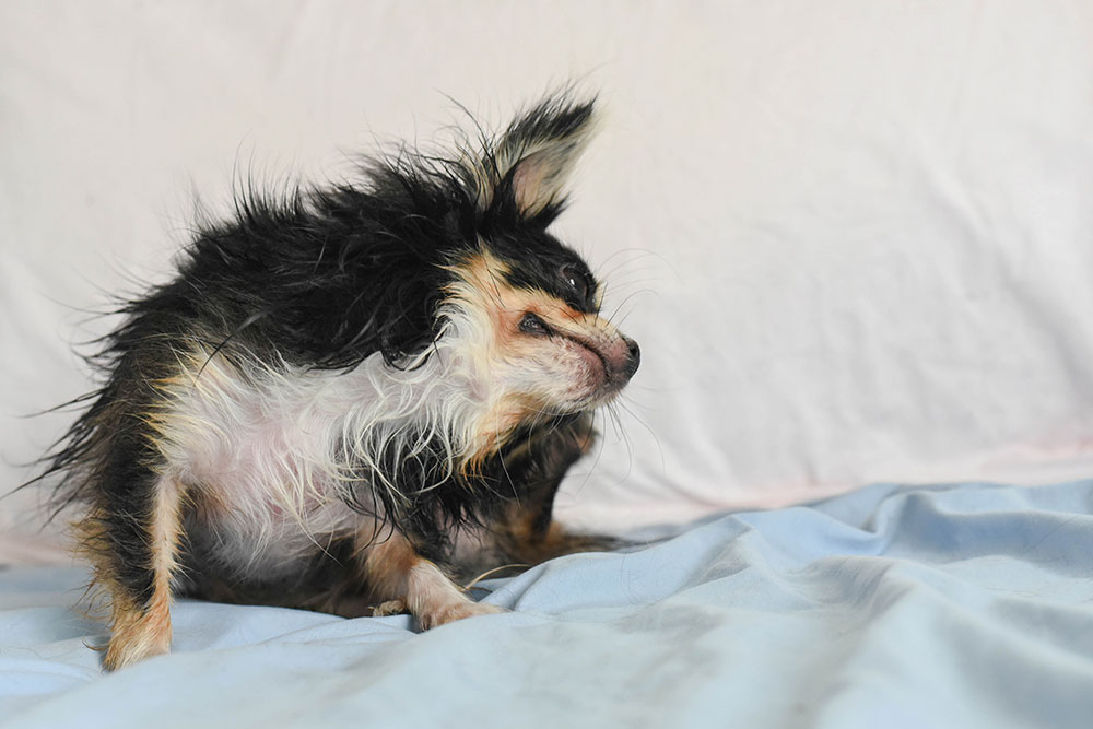 Small dog scratching neck due to itching while sitting on bed indoors