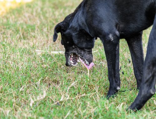 Chronic Vomiting: From Food Trials to GI Biopsy